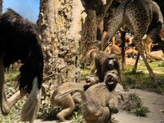 -国家自然博物馆