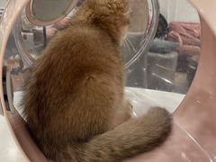 -袖虎·猫馆(体育西路店)