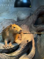 -Zoolung Zoolung动物主题公园(海信广场店)