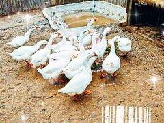 -山芋腔苏北菜(盐城大丰店)