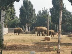 -石家庄市动物园