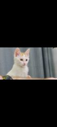-Moni星球萌宠·小马宝莉·灵蛇·高端高阶全萌宠互动体验俱乐部(红豆国际广场店)