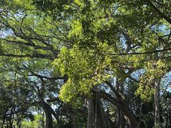 -瑞丽独树成林风景区
