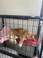 -唐朝造型·甄选