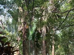 -海南热带野生动植物园