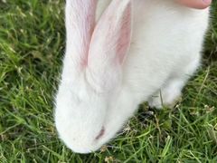 -洪湖生态旅游区