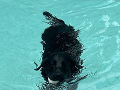 -帕帕拉兹宠物(亚洲旗舰店)