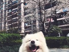 -瑞派宠物医院·24小时骨科·心脏·核磁(哈尔滨南岗店)