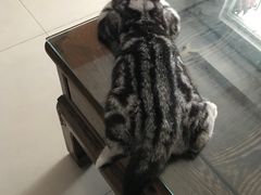 -lincat·猫舍(广州店)