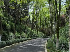 -宜兴龙背山森林公园