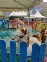 -萌宠亲子动物乐园(槐房万达店)