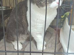 -喵汪萌宠屋旗舰店.洗澡美容.猫狗基地