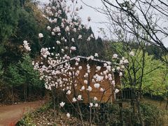 -绵阳盛世樱花悠乐谷