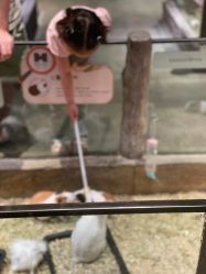 -造物庄园 萌宠纪(苏州湾歌林公园店)