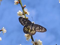 -荔枝公园(福田区)