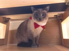 -滚猫咖啡·猫咖·猫友好撸猫(未来城店)