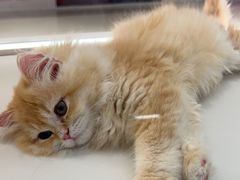 -babydoll猫舍·米努特·德文·缅因(久光中心店)
