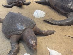 -广东惠东海龟国家级自然保护区