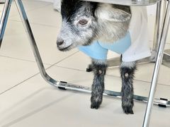 -怪兽屋·羊驼·猫咖·狗咖(俊华广场店)