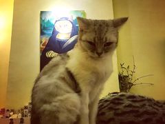 -猫色咖啡·猫咖