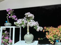-莲花山公园