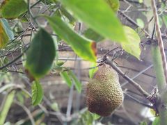 android_upload_pic-北戴河集发农业梦想王国