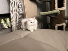 -momokira米努特·德文卷毛猫·棉花面纱犬