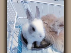 -怪兽屋·羊驼·猫咖·狗咖(俊华广场店)