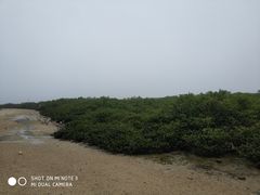 -北海金海湾红树林生态旅游区