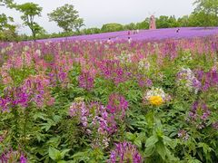 -同里国家湿地公园