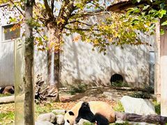 -卧龙中华大熊猫苑神树坪基地
