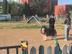 -趣玩宠物乐园寄养训犬训狗游泳池