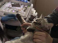 -宠颐生猫科·内科皮肤科(西平世纪城店)