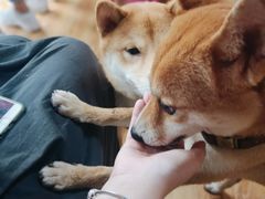 -柴犬高等学院·狗咖·柴犬售卖·宠物训练