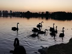 -西山漾湿地公园