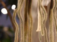 -自由生长植物工作室(深港花卉中心店)