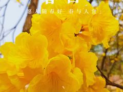 -天适樱花悠乐园