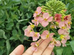 -中国天府农业博览园