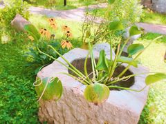-映月潭温泉