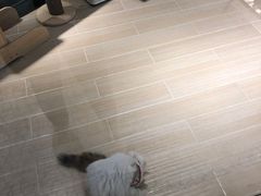 -momokira米努特·德文卷毛猫·棉花面纱犬