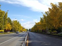 -三里屯东五街银杏大道