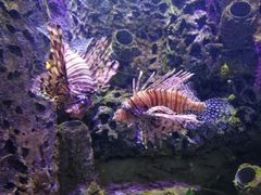 -太平洋海底世界