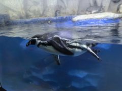 -太平洋海底世界