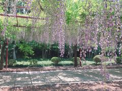 -嘉定紫藤园