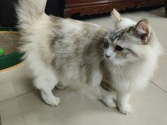 -瑞派动物医院·绝育·犬猫全科·预防医学(光景江南中店)