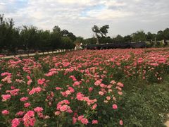 -曲江薰衣草庄园