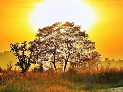 -汉长安城未央宫国家考古遗址公园