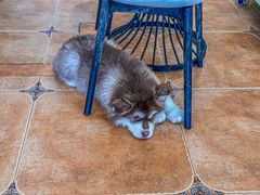 -Let's go狗咖·猫咖·奶狗·桌游(春熙路IFS店)