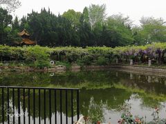 -嘉定紫藤园