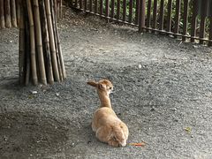 -泉州海丝野生动物世界